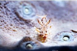 Baby tiger shrimp
Location :Lembeh Indonesias
Canon 5ds... by Yung Sen Wu 